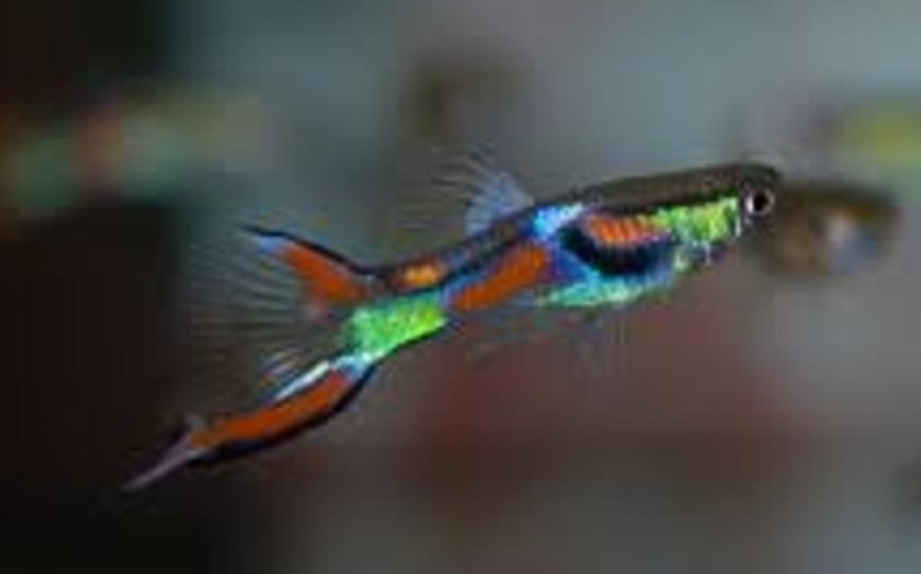 Endler guppy, Poisson, Poisson d'eau douce