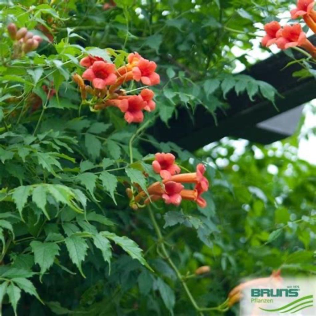 Campsis, Tuin en Terras, Planten | Tuinplanten, Ophalen of Verzenden