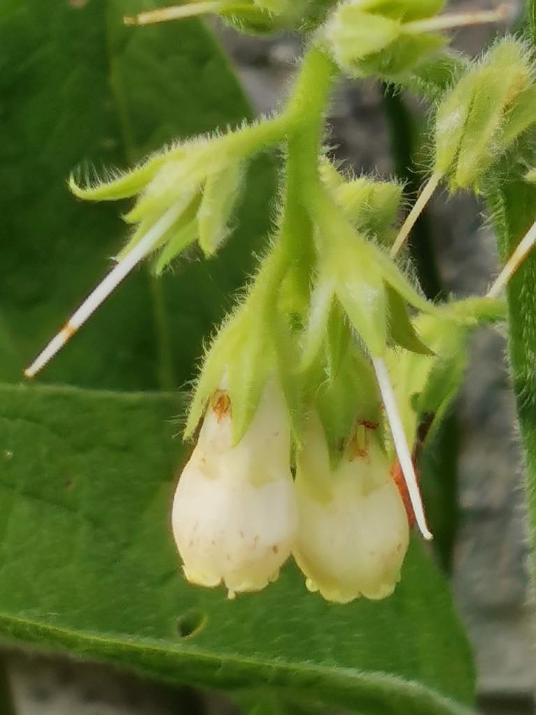5 zaden smeerwortel met witte bloemen - vaste plant, Tuin en Terras, Verzenden, Zomer, Vaste plant