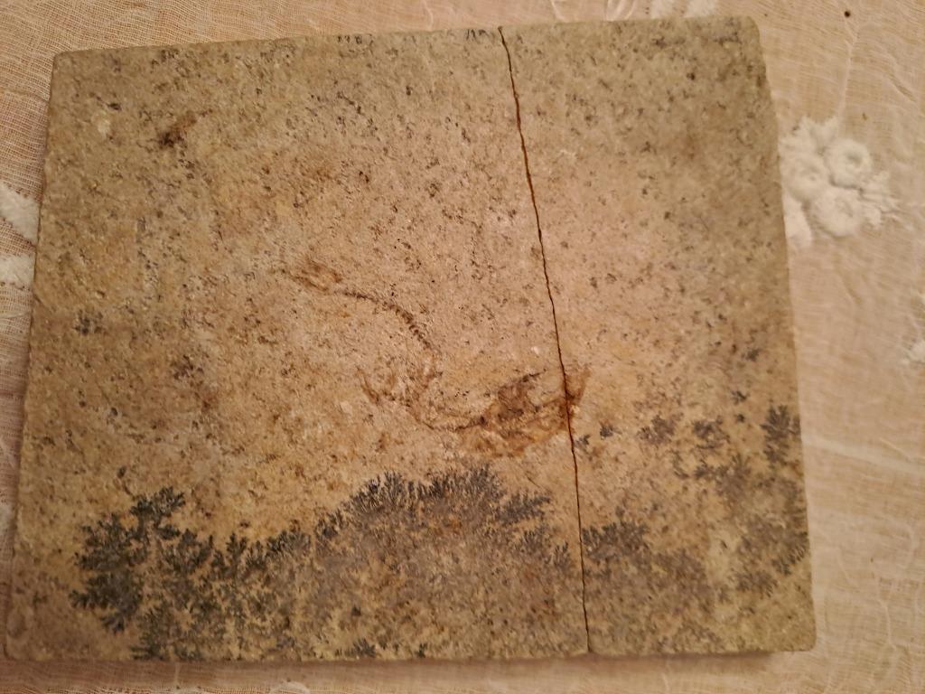 Fossile, Enlèvement ou Envoi, Fossile