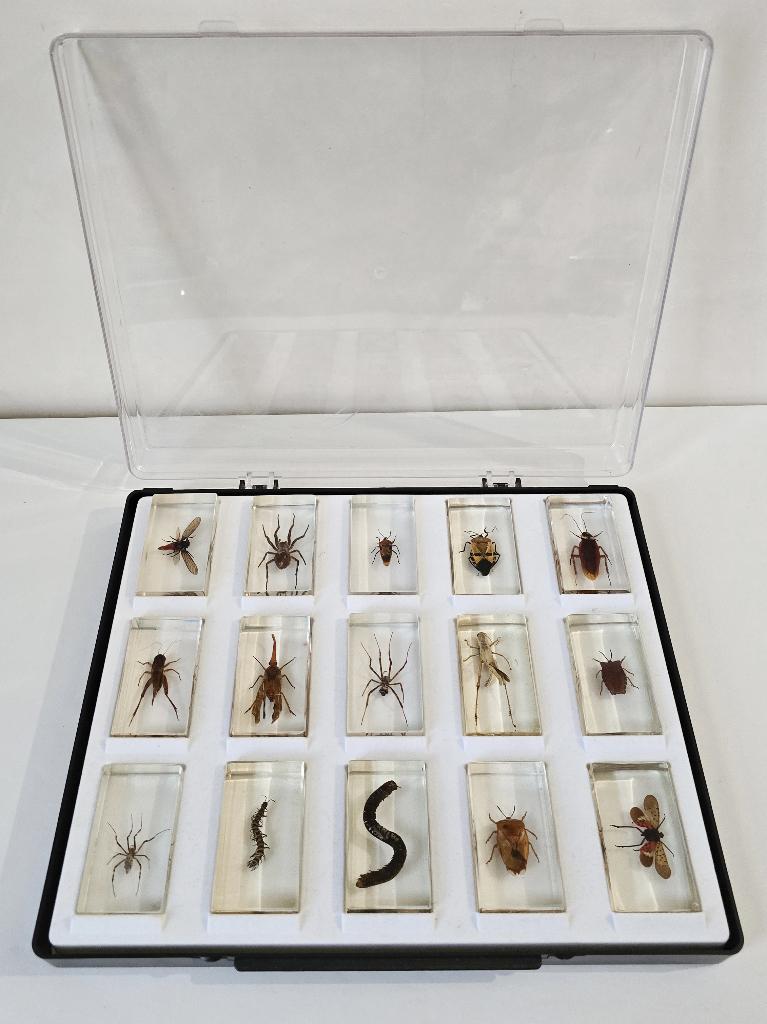Insectes - Collection de 15 inclusions d'insectes, Collections, Enlèvement ou Envoi, Comme neuf, Insecte, Autres types