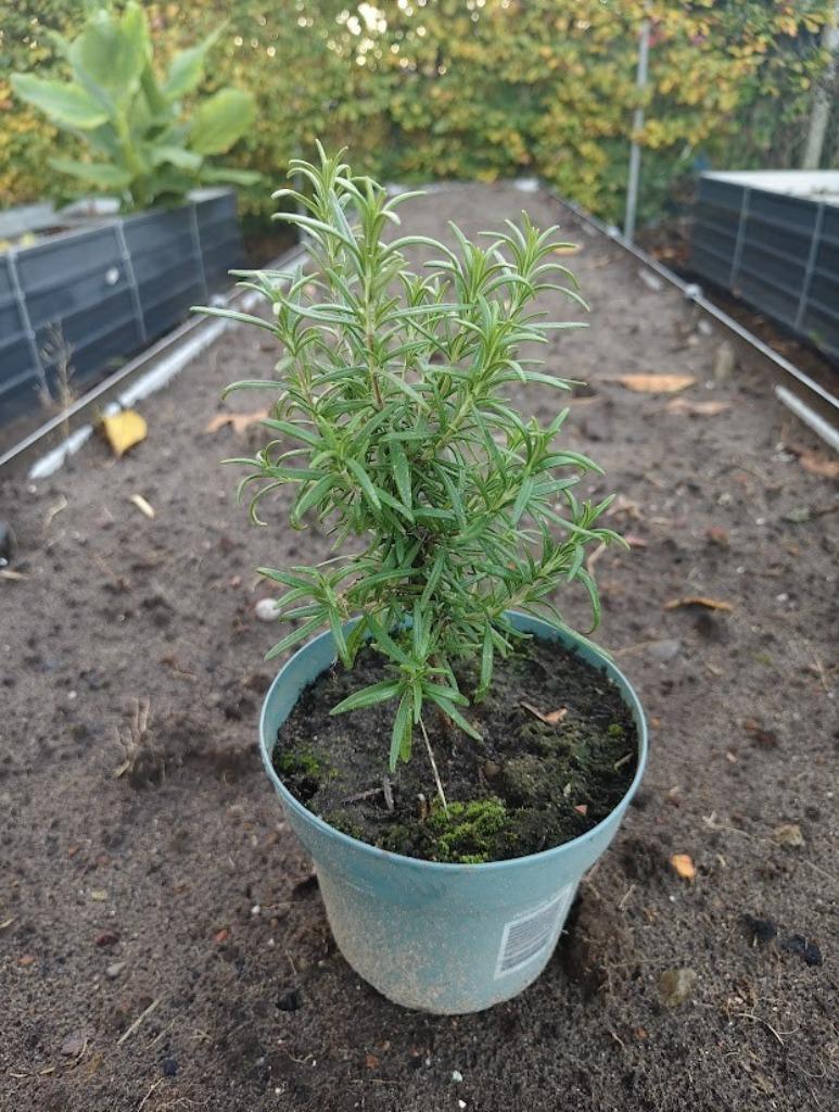 Rozemarijn planten, Tuin en Terras, Ophalen, Zomer, Vaste plant, Kruiden