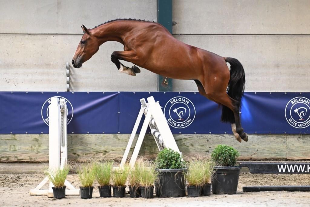 Topper uit Ermitage Kalone (Ermelientje van de Vlierbeek Z), Dieren en Toebehoren, Merrie, Springpaard, Met stamboom, Zadelmak
