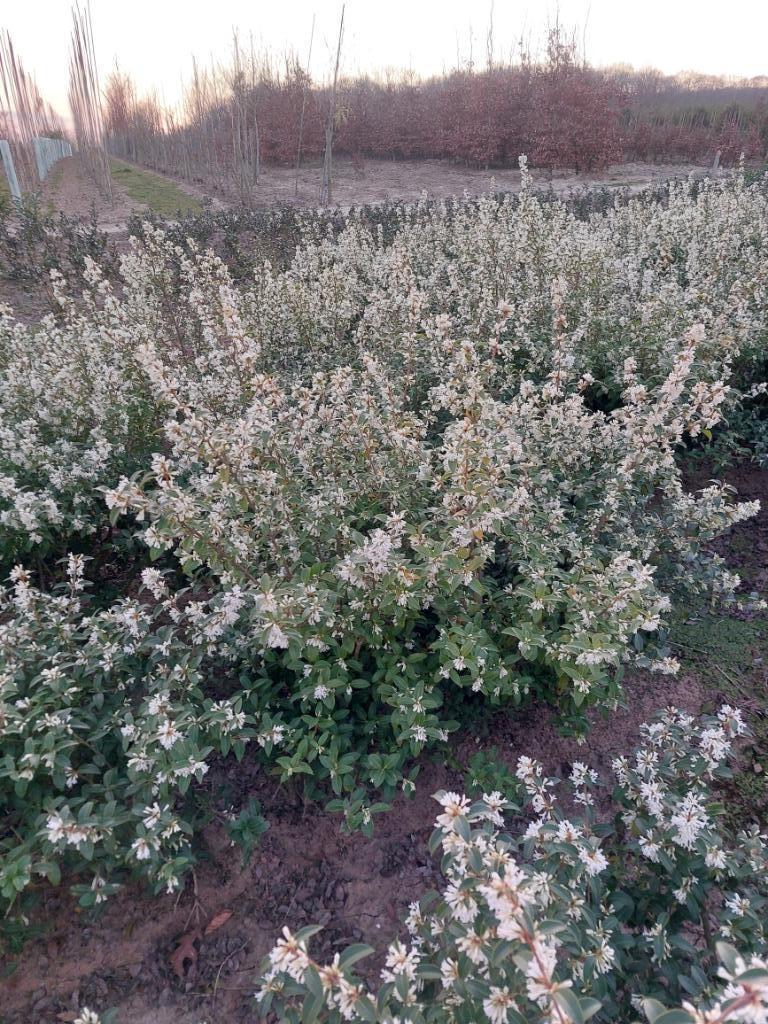 Osmanthus burkwoodii, Tuin en Terras, Planten | Struiken en Hagen, Ophalen, Overige soorten, Haag, Minder dan 100 cm
