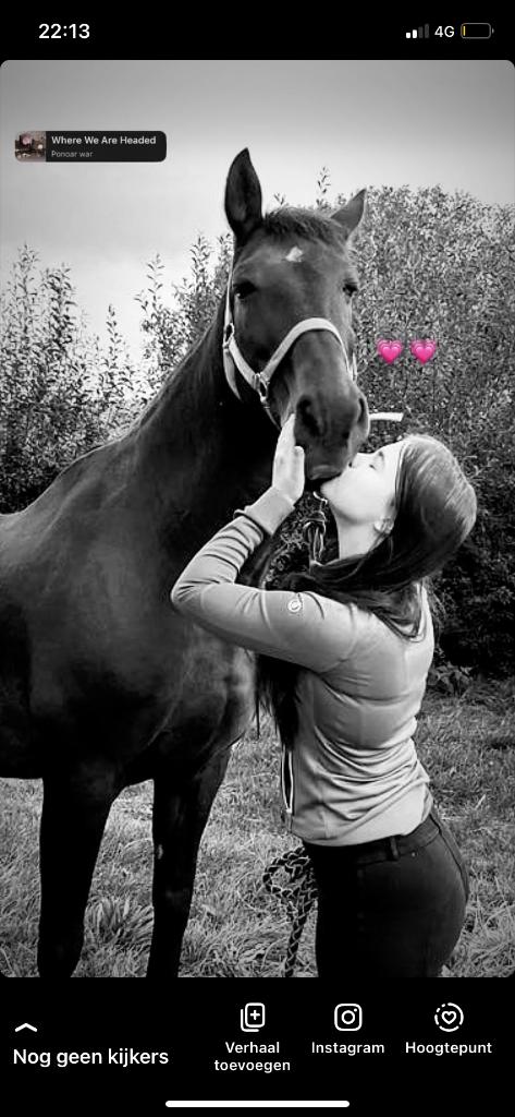 Halve stal gezocht/bijrijder aangeboden, Dieren en Toebehoren