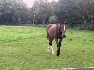 3 jarige Blue Diamond merrie, Dieren en Toebehoren, Merrie, Springpaard, 3 tot 6 jaar, 160 tot 165 cm