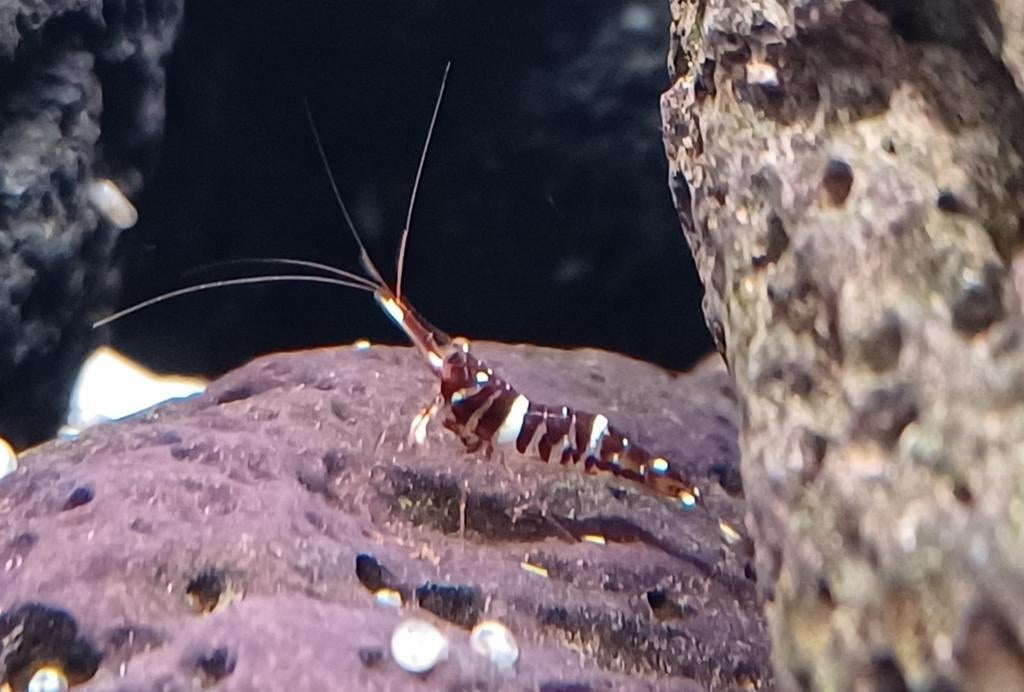 Crevettes de Sulawesi Caridina Tigri