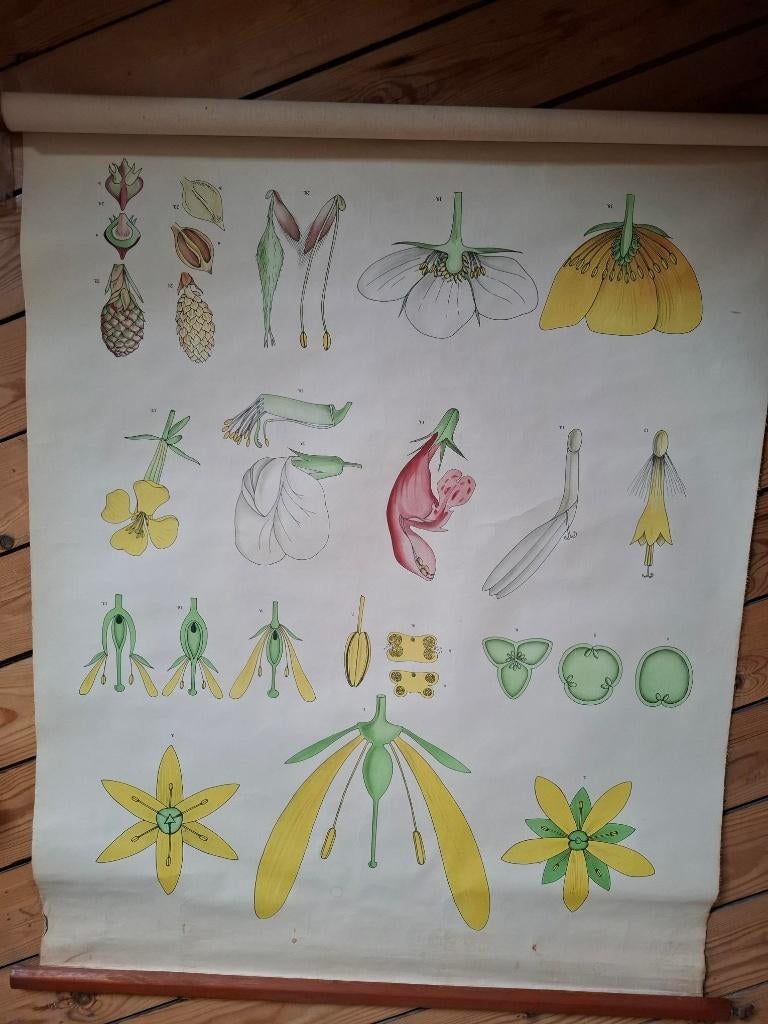 schoolkaarten, Antiek en Kunst, Ophalen, Natuur en Biologie