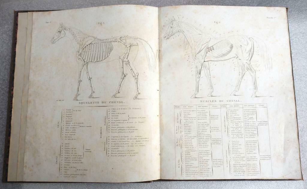 [Paarden] Album met 21 platen [1820?] Equitation Militaire, Enlèvement ou Envoi
