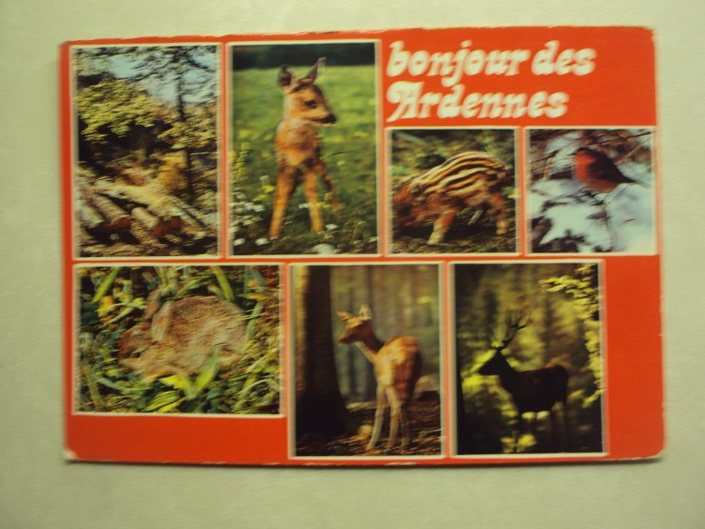 54201 - ARDENNES BELGES - QUELQUES ANIMAUX DE NOS FORETS, Collections, Cartes postales | Belgique, Envoi