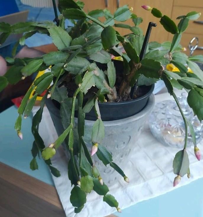 Kerstcactus die mooie, roze bloemen geeft, Huis en Inrichting, Kamerplanten, Ophalen of Verzenden