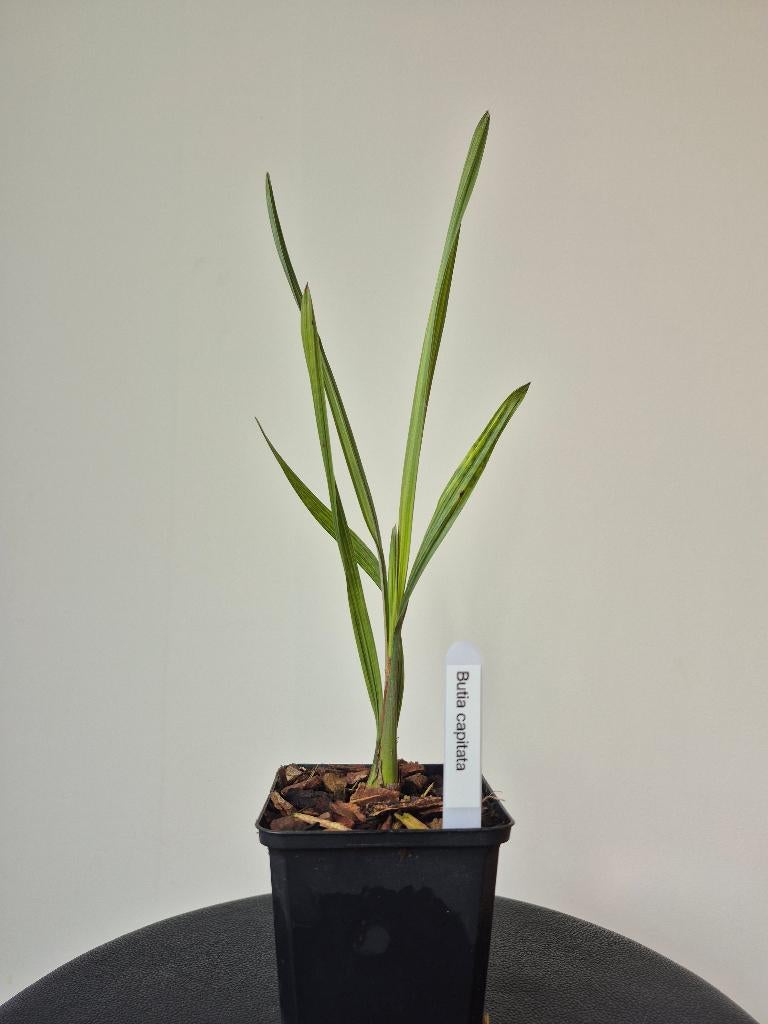 Butia capitata, Ophalen of Verzenden, Vaste plant, Volle zon