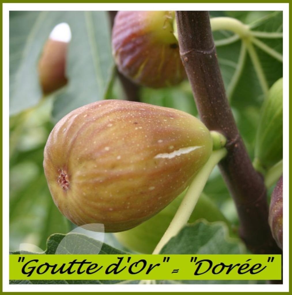Prachtige VIJGENPLANTEN "GOUTTE D'OR", 1,25/+ Meter, 15€/st, Tuin en Terras, Volle zon, Vaste plant, Ophalen of Verzenden, Fruitplanten