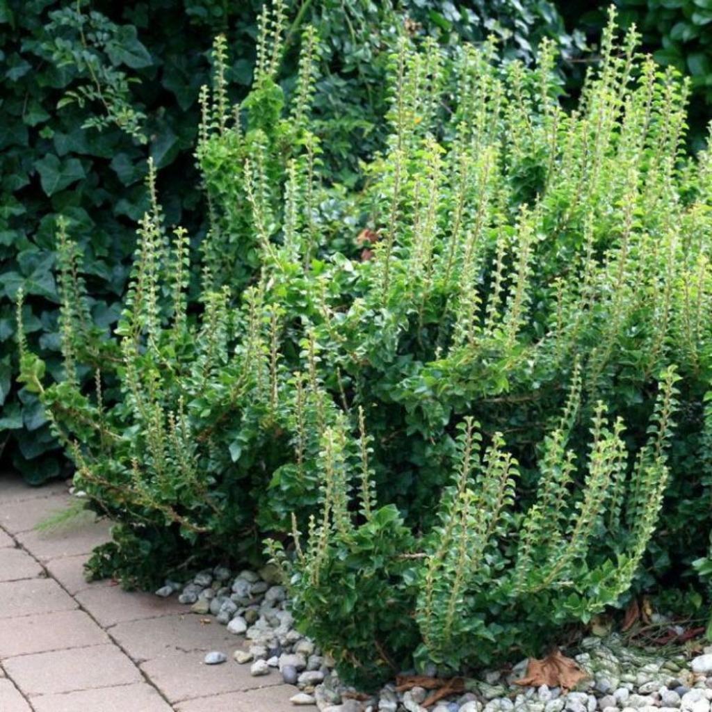 Klimop (Hedera helix 'Erecta'), Tuin en Terras, Ophalen, Vaste plant