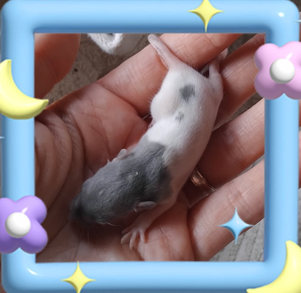 Handtamme dwergratjes, Dieren en Toebehoren, Rat, Meerdere dieren, Tam, September