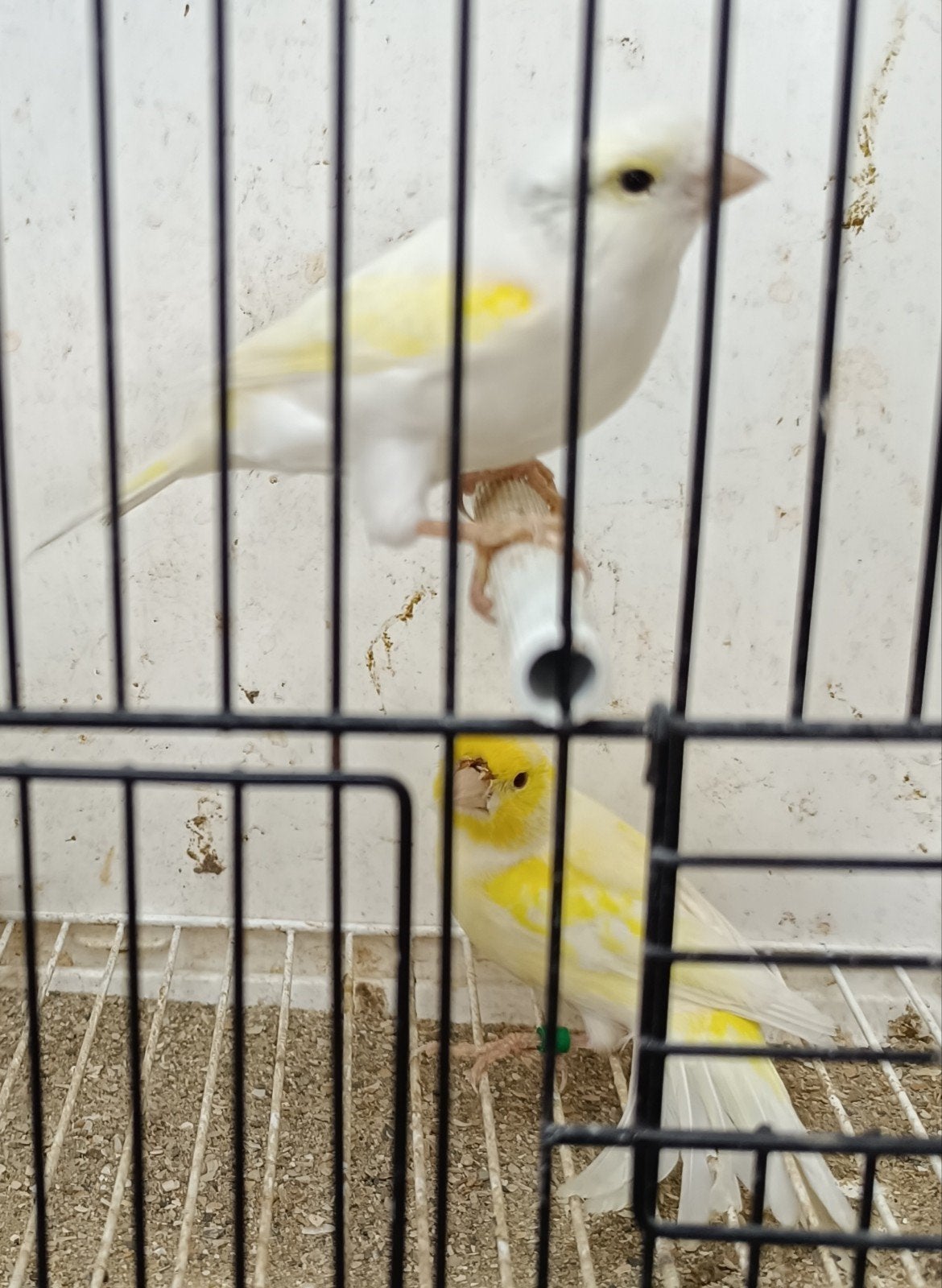 kanaries, Dieren en Toebehoren
