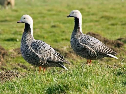 Ganzen en siereenden te koop, Meerdere dieren, Gans of Zwaan