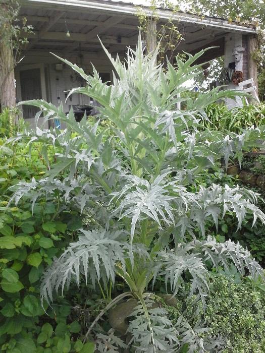 Kardoen plant, Jardin & Terrasse, Plantes | Jardin, Enlèvement ou Envoi, Plein soleil, Été, Plantes potagères