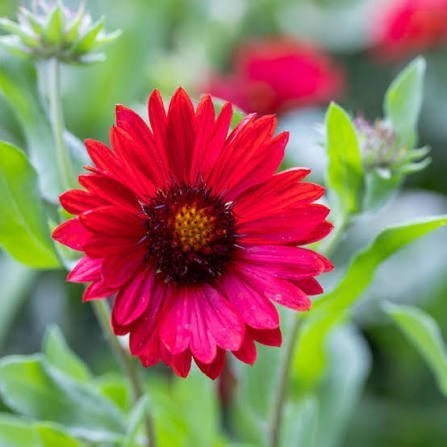 Gaillardia Burgunder aan opruimprijs, Jardin & Terrasse, Plantes | Jardin, Enlèvement