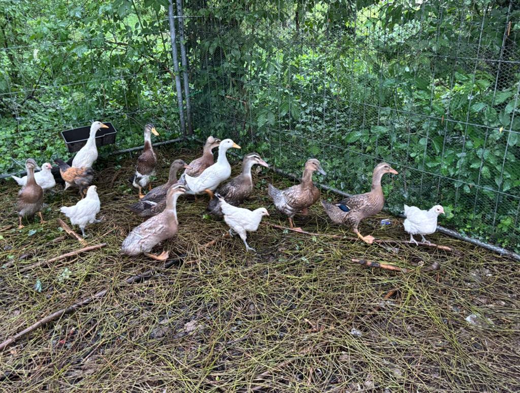 Eenden, Dieren en Toebehoren