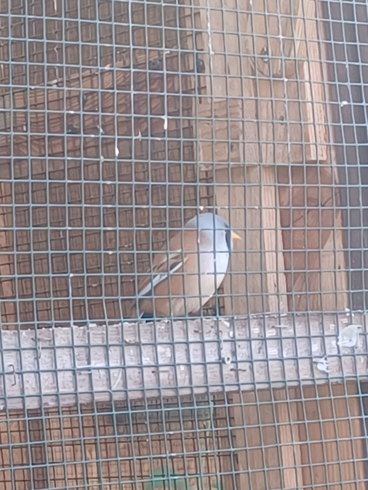 Baardman man, Dieren en Toebehoren, Geringd