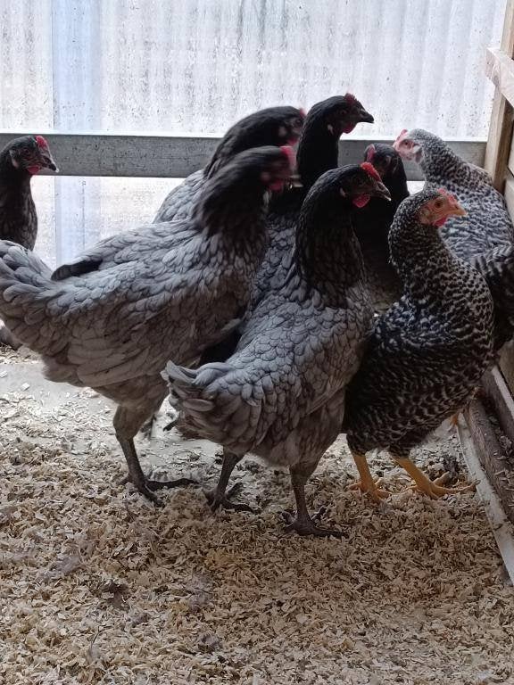 grijze kippen bleu de landes / koekoek actie 5+1/10+3 gratis, Vrouwelijk, Kip