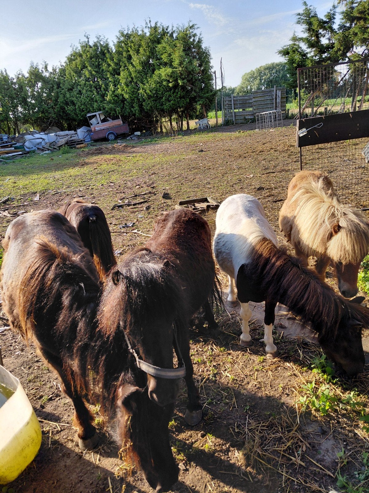 Paarden  en  pony's te koop, Dieren en Toebehoren, Merrie