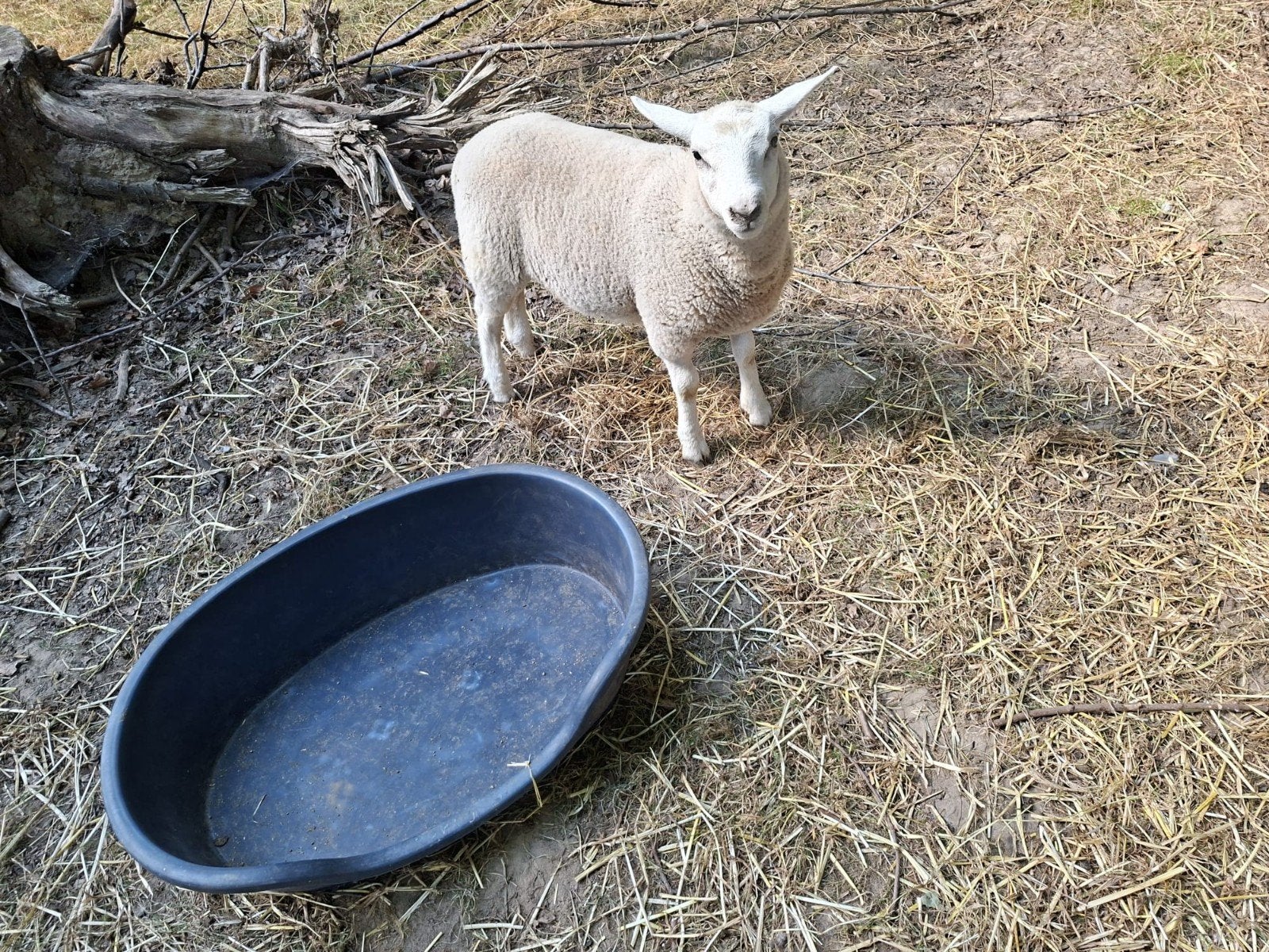 Lam - mannetje  - bok, Dieren en Toebehoren, Schapen, Geiten en Varkens