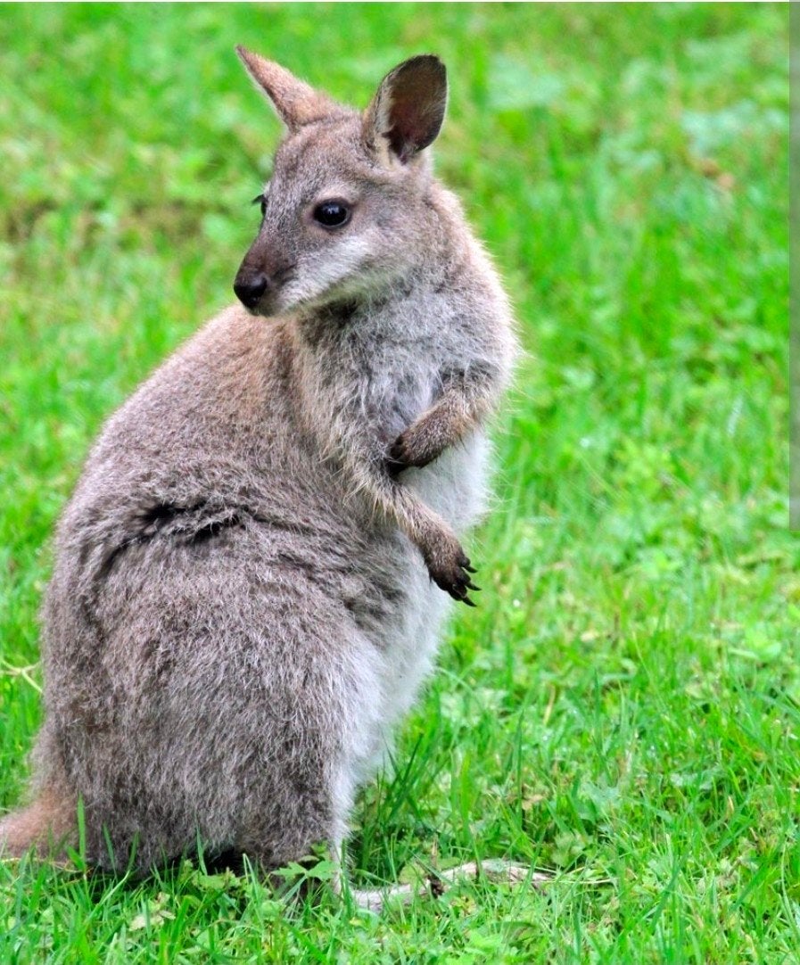 Wallaby Kids van het jaar, Dieren en Toebehoren, Januari, Mannelijk
