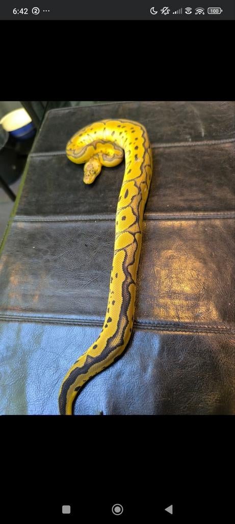 1.0 pastel clown 100% het desert ghost 2024, Dieren en Toebehoren, Reptielen en Amfibieën