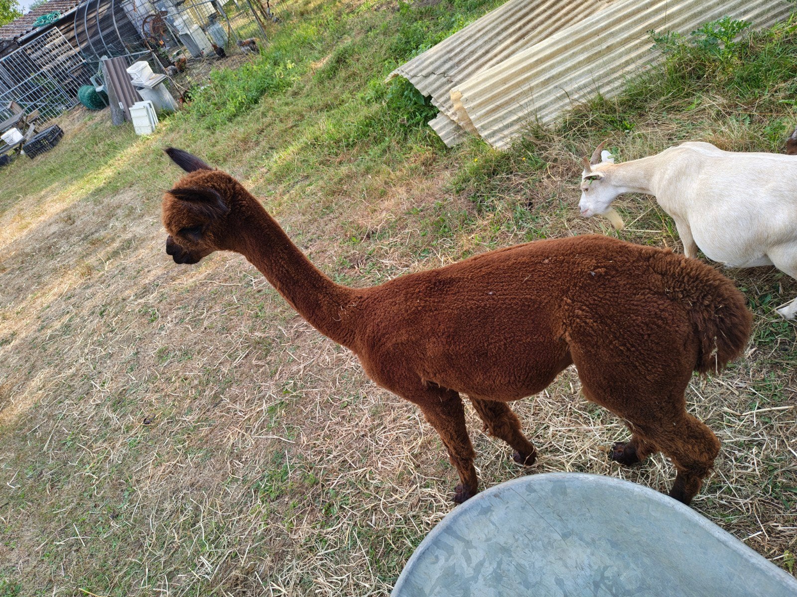 alpaca merrie van 2025 prachtig handtam dier, Dieren en Toebehoren, Overige Dieren, Juli, Vrouwelijk