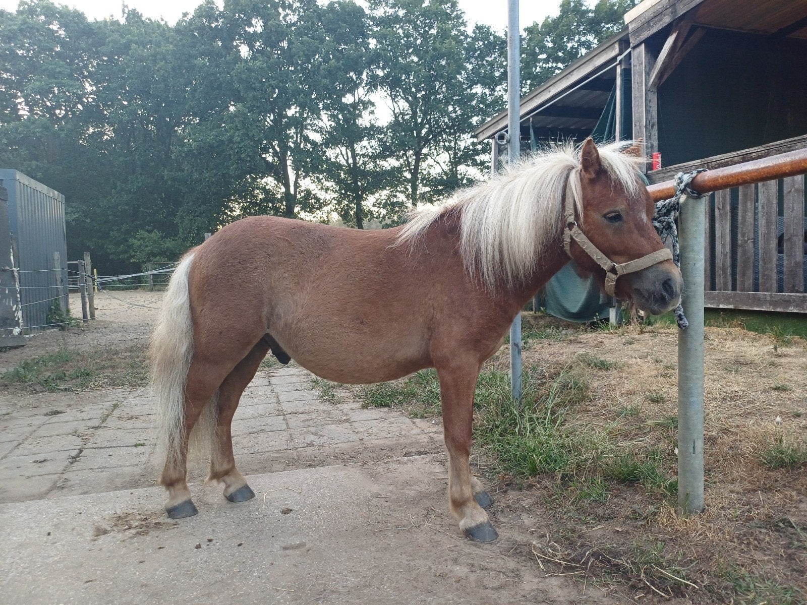 Leuk shetlander ruintje met stamboek, Dieren en Toebehoren, Paarden, Minder dan 160 cm, Met stamboom, Ruin, 0 tot 2 jaar