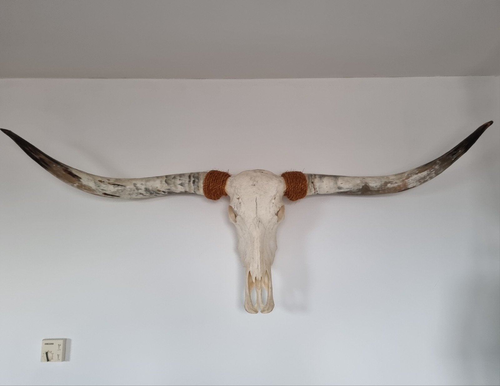 Longhorn schedel 170cm wanddecoratie, Ophalen