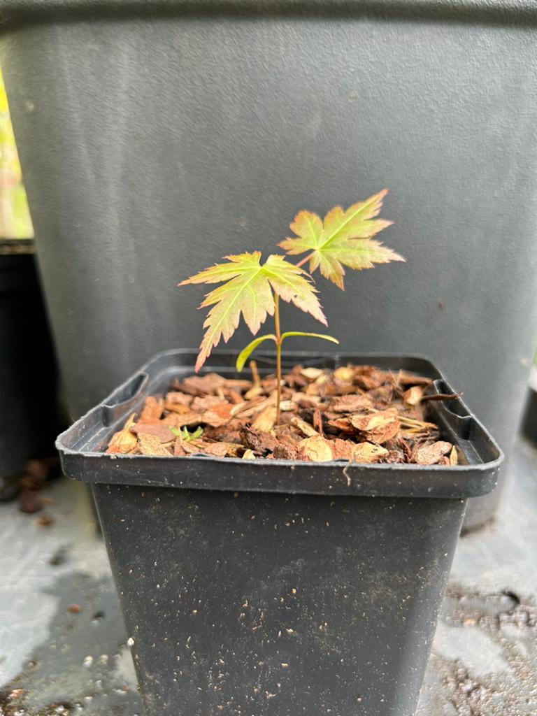 Japanse esdoorn, Tuin en Terras, Planten | Bomen, Ophalen