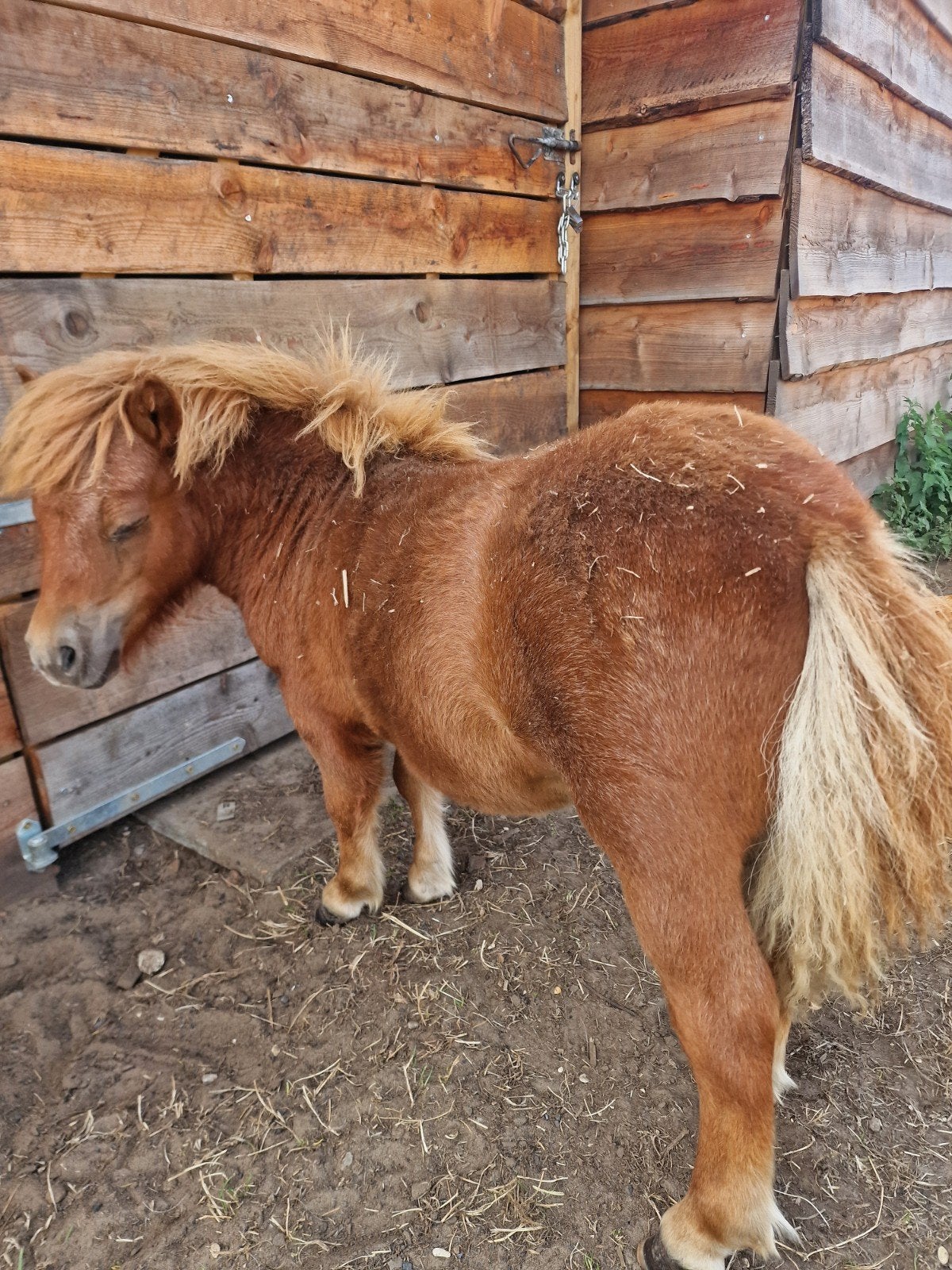 twee heel kleine paardjes merrie en hengst., Hengst