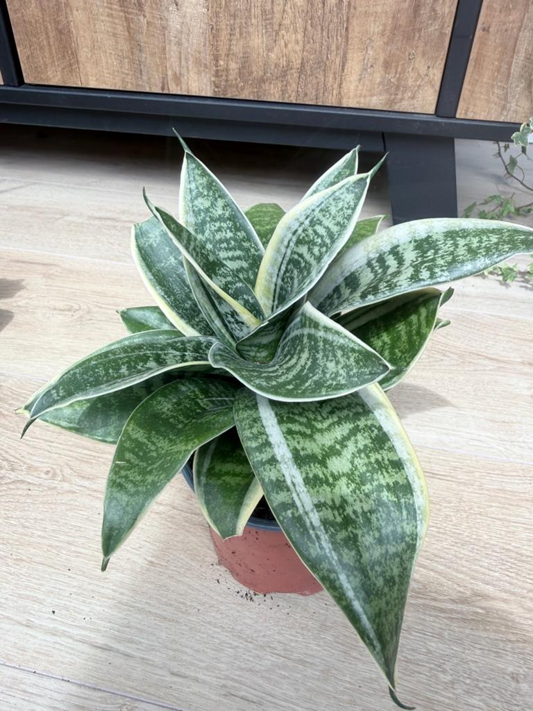 Sanseveria’s (Vrouwentongen), Huis en Inrichting, Kamerplanten, Ophalen, Vetplant