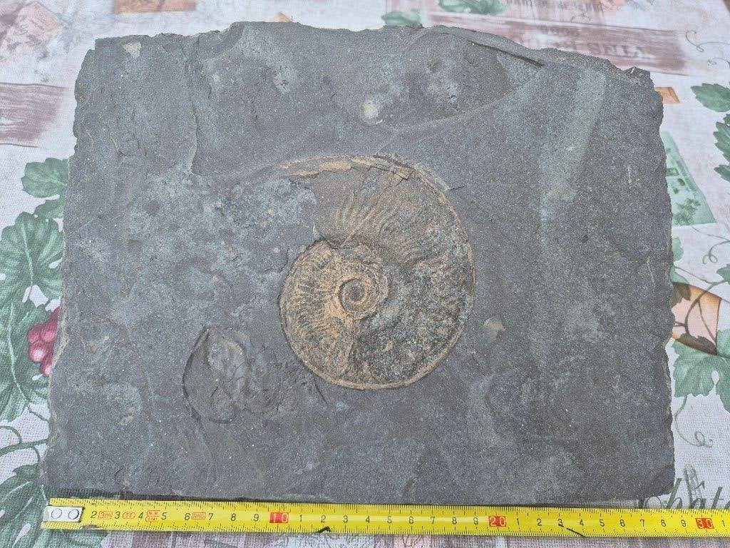 ammoniet uit luxemburg, Enlèvement, Fossile