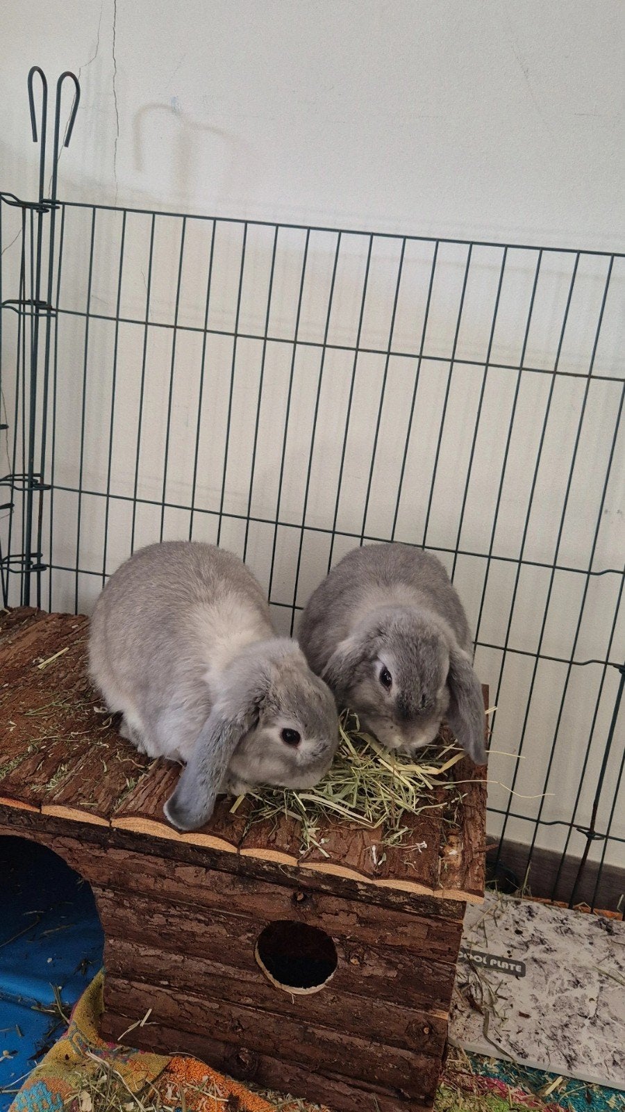 Lieve Nederlandse hangoortjes, Animaux & Accessoires, Avril