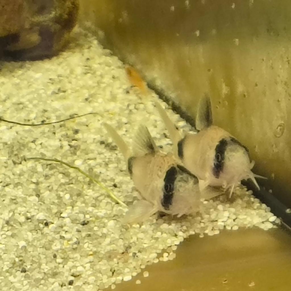 panda corydoras, Dieren en Toebehoren