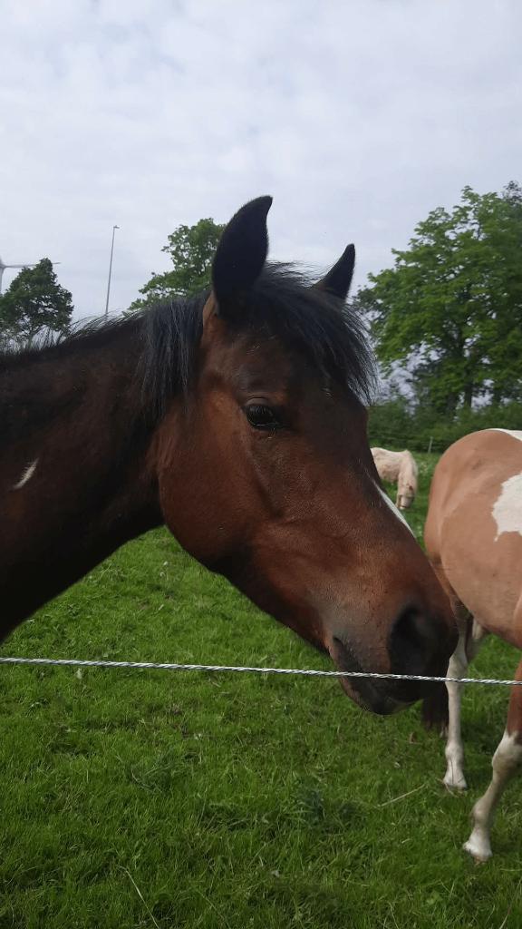 Paint merrie, Dieren en Toebehoren, Merrie, Minder dan 160 cm, Met stamboom, 0 tot 2 jaar