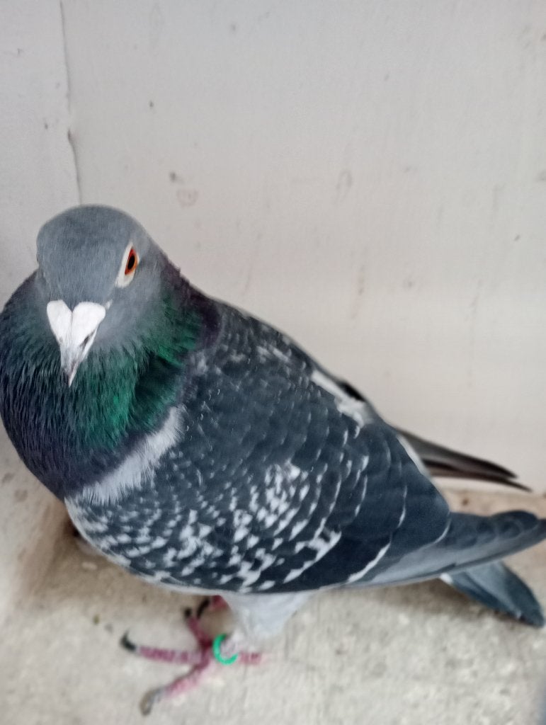 Coq reproducteur ! ! ! !, Mâle, Pigeon voyageur