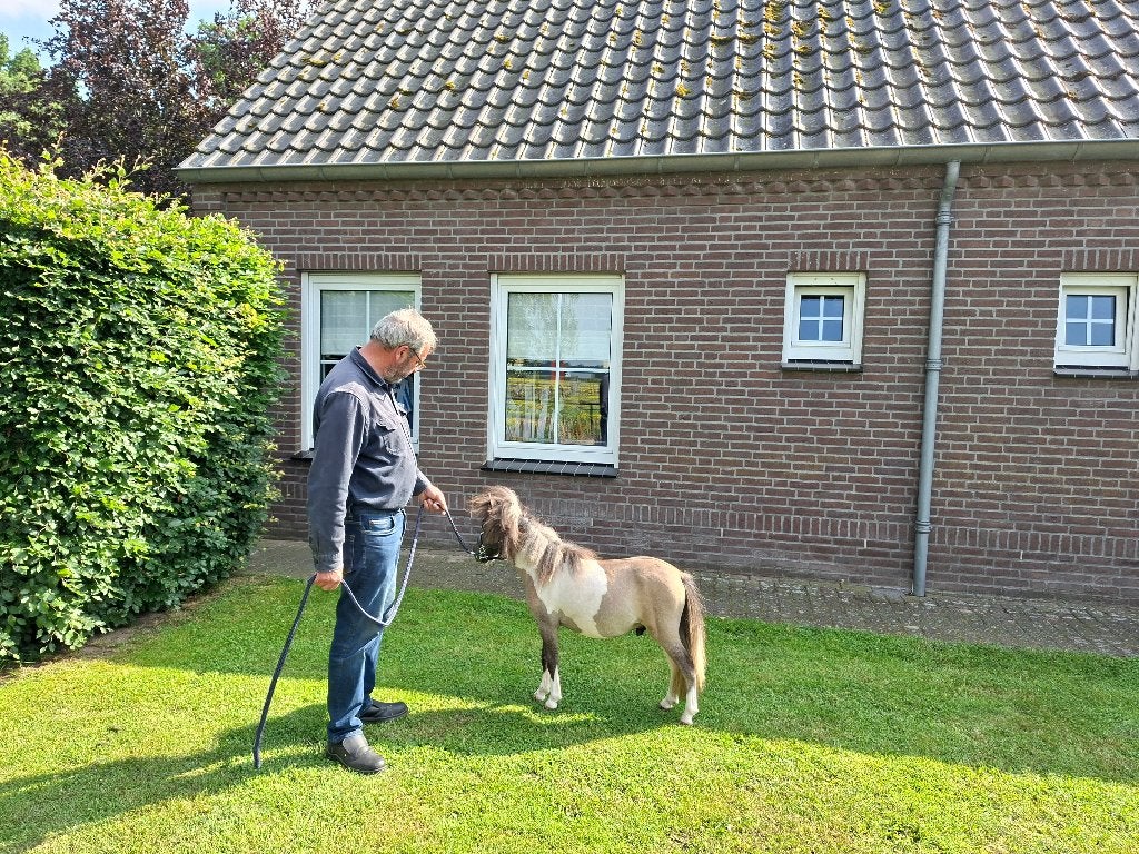 Zeer mooi mini paardje, Dieren en Toebehoren, Hengst, A pony (tot 1.17m), Gechipt, 0 tot 2 jaar