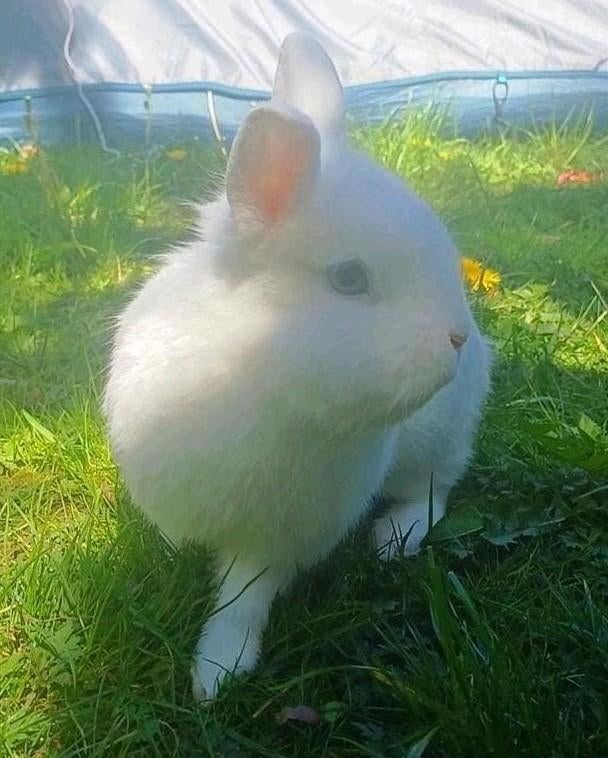 Lapin nain yeux bleus adorable + Cage avec nourriture, Animaux & Accessoires, Lapins