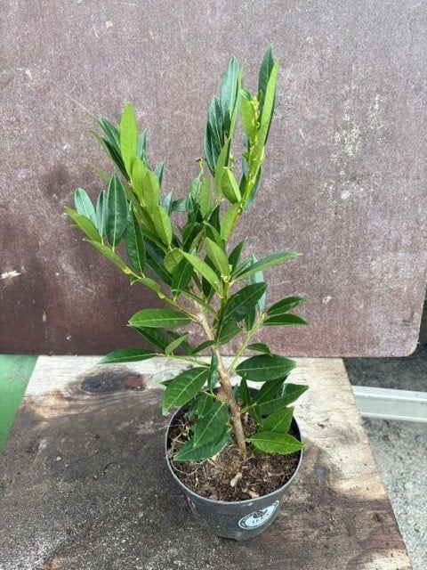 Prunus Otto Luyken 30/40 Pot 1.5L, Tuin en Terras, Ophalen, Hulst, Struik, Minder dan 100 cm