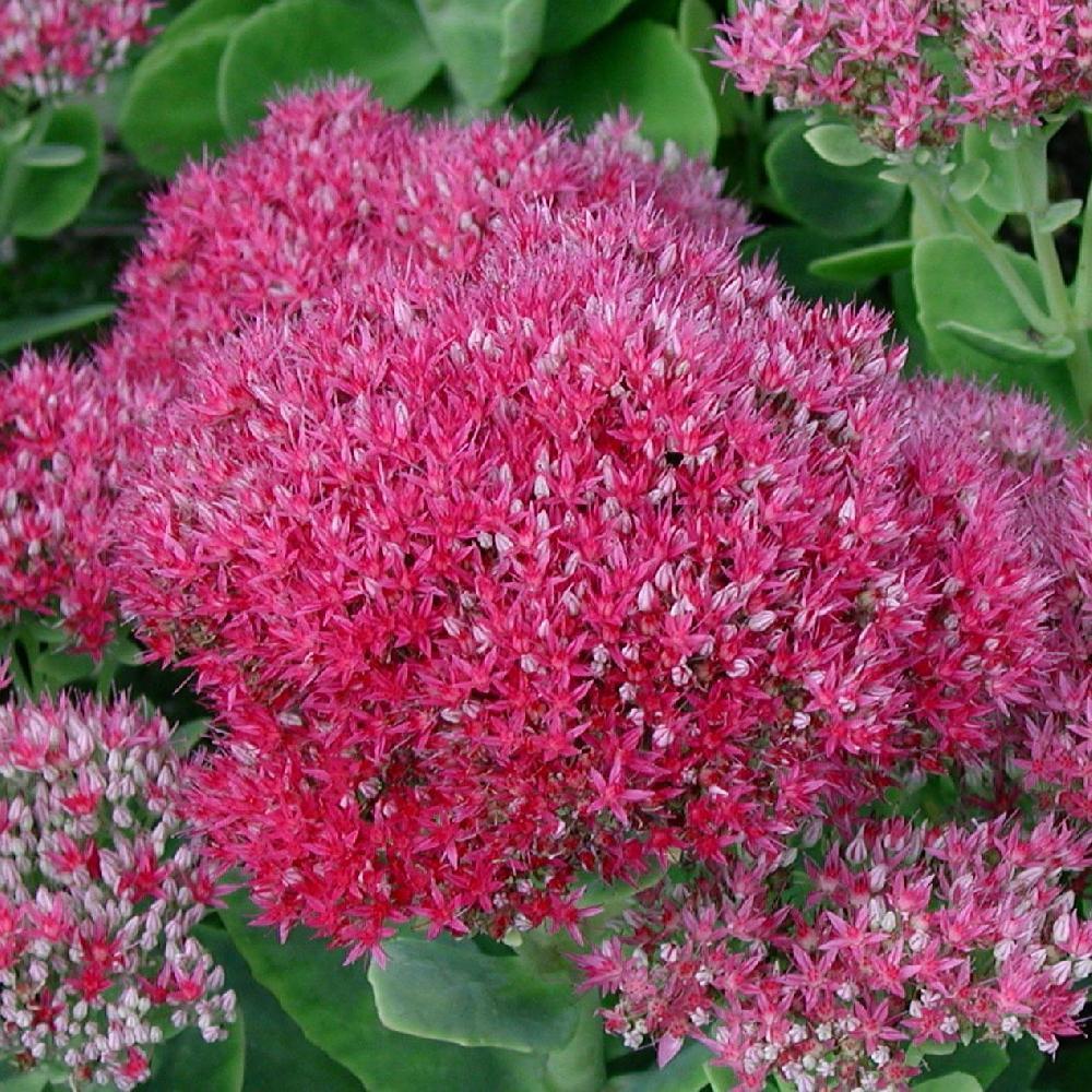 Sedum spectabile, Jardin & Terrasse, Plantes | Jardin, Autres espèces, Automne, Enlèvement, Plante fixe