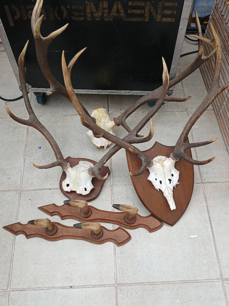 Trofeeën en kapstokken voor herten, taxidermie, Ophalen, Gebruikt, Hert
