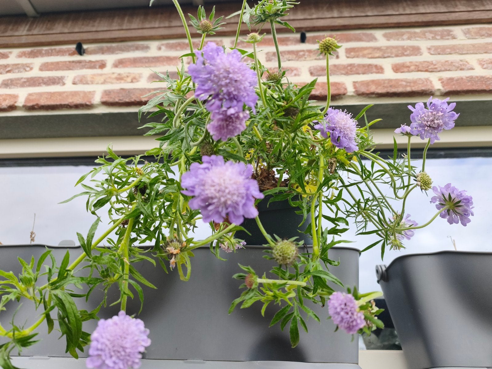 Scabiosa, Tuin en Terras, Ophalen, Volle zon