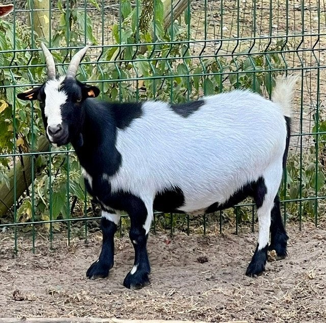 Dwerggeit vrouwtje zwart-wit, Femelle, Chèvre, 3 à 5 ans