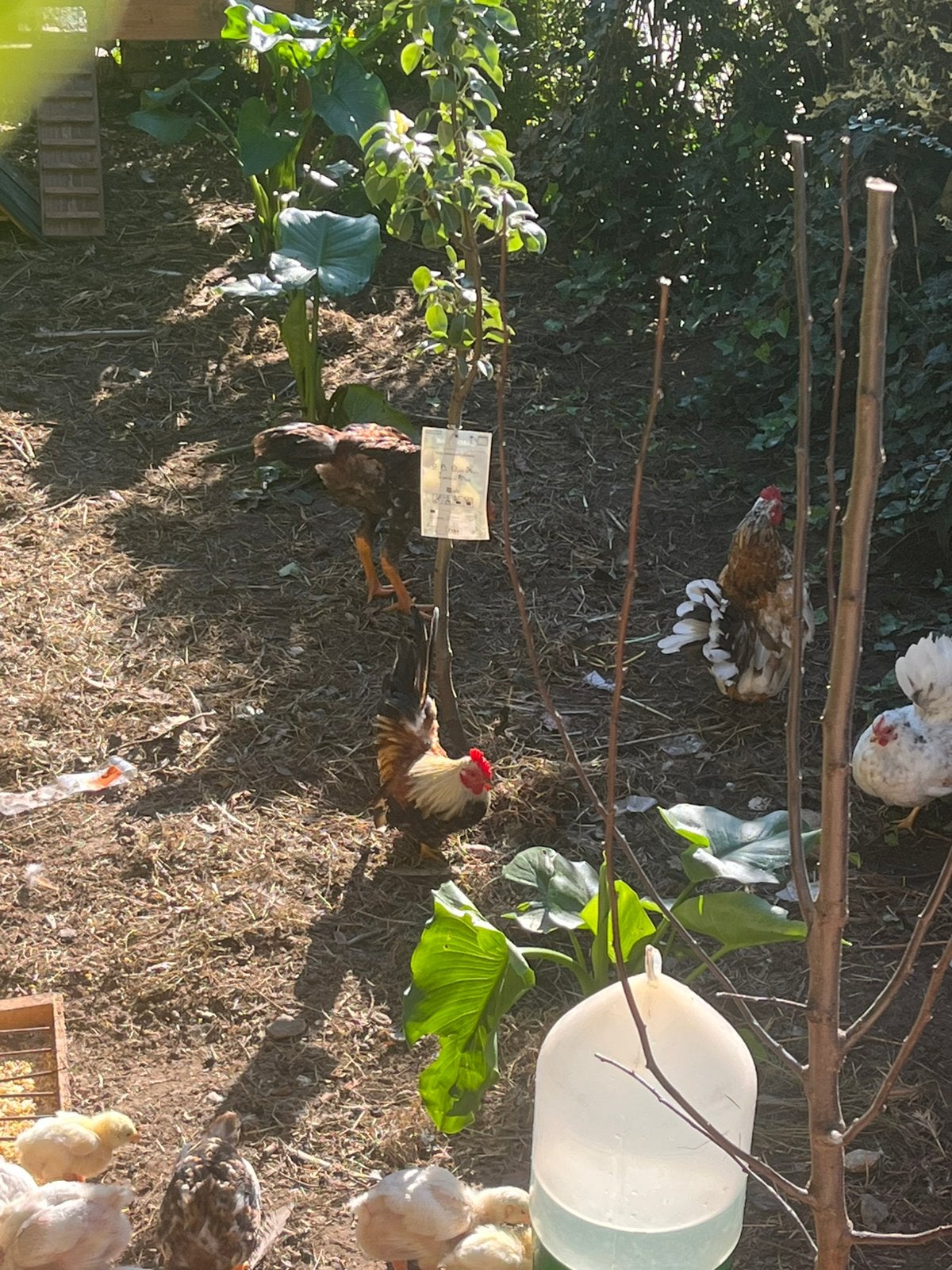Serama kippen en hennen te koop ook andere kippen en hennen, Dieren en Toebehoren, Kip