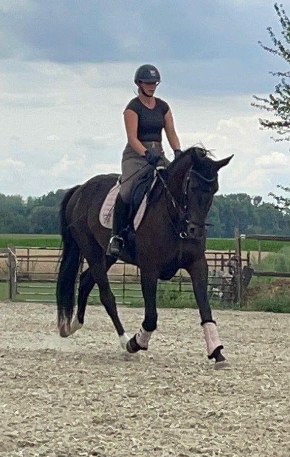 Mooie dressuurmerrie, Cheval de dressage, B, 170 à 175 cm, Avec pedigree